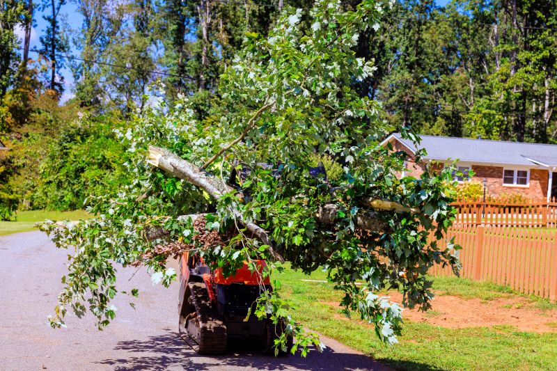 Birch Tree Removal