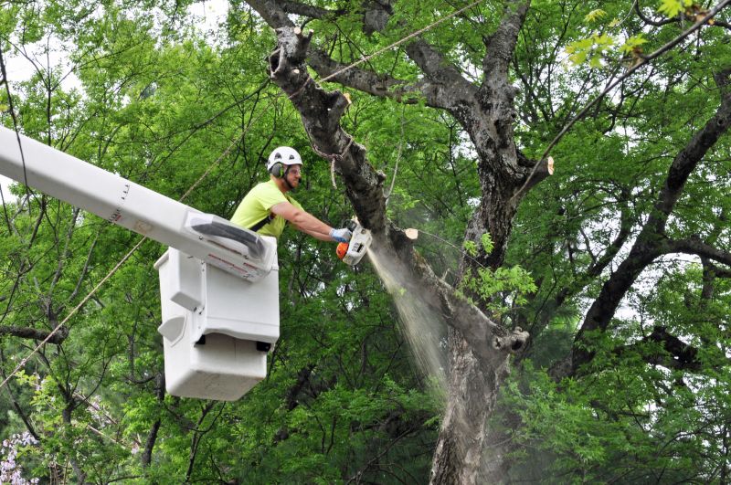 Why Hiring Professionals For Tree Removal Is Essential